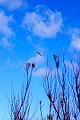8209_blauer himmel_busch u moeve